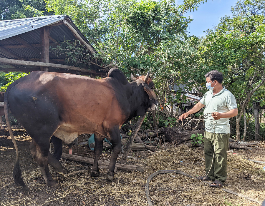  Anh Đinh Trê (làng Bút, xã An Thành) bên con bò giống được thụ hưởng từ Dự án. Ảnh: Sơn Ca