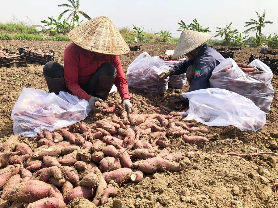 Thu hoạch khoai lang ở xã Chư A Thai (huyện Phú Thiện). Ảnh: Lê Nam Thu hoạch khoai lang ở xã Chư A Thai (huyện Phú Thiện). Ảnh: Lê Nam