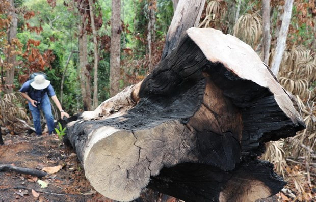 Một cây rừng có đường kính 60cm bị đốn hạ ven suối Dĩ, thôn Tân Thành, xã Sơn Hội (Sơn Hòa, Phú Yên). (Ảnh: Phạm Cường/TTXVN) Một cây rừng có đường kính 60cm bị đốn hạ ven suối Dĩ, thôn Tân Thành, xã Sơn Hội (Sơn Hòa, Phú Yên). (Ảnh: Phạm Cường/TTXVN)