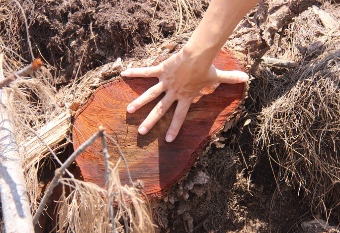  Một cây phi lao có đường kính khoảng 30 cm bị đốn hạ