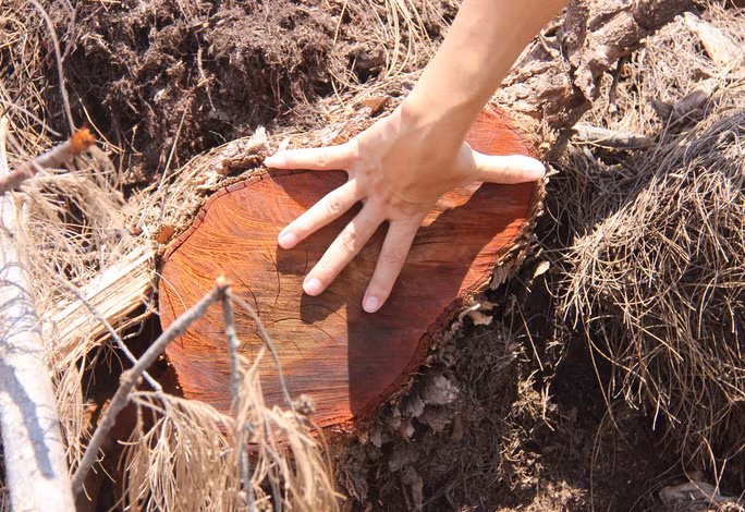  Một cây phi lao có đường kính khoảng 30 cm bị đốn hạ