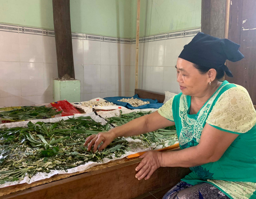 Bà Lục Thị Quế (thôn Drok, xã Chư A Thai, huyện Phú Thiện) chăm sóc tằm mới nở. Ảnh: Vũ Chi