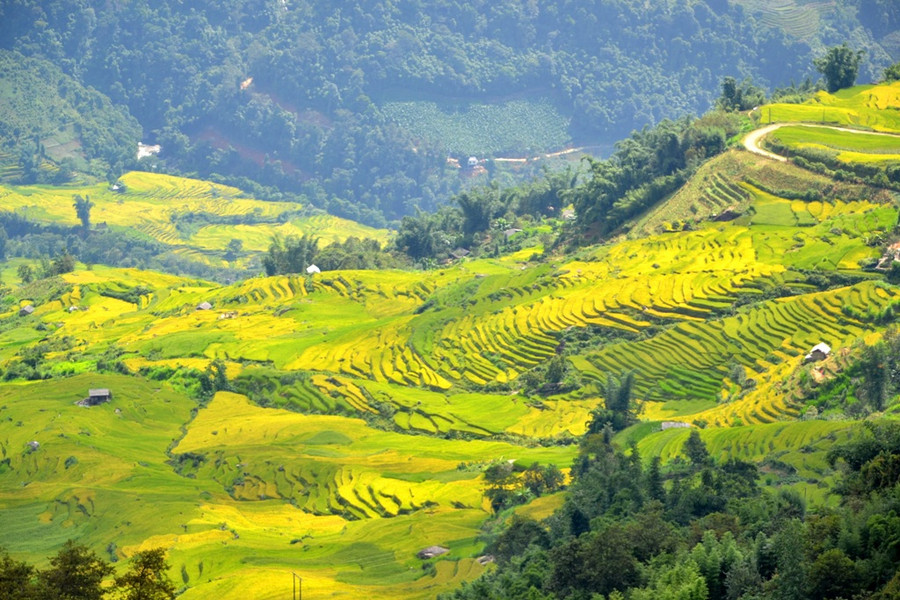  Dát vàng lên các thung lũng, sườn núi.