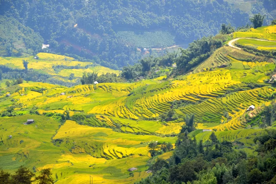  Dát vàng lên các thung lũng, sườn núi.