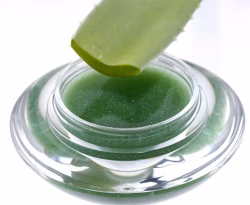 Nha đam có thể giúp tránh muỗi