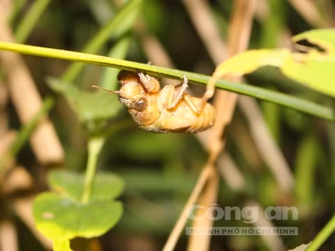 Ve sữa vừa chui từ lòng đất lên