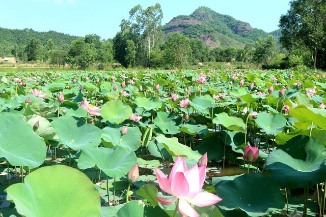 Cánh đồng sen bát ngát, rực rỡ nằm trải dài ven chân núi thu hút ánh mắt của bạn ngay cái nhìn đầu tiên  Cánh đồng sen bát ngát, rực rỡ nằm trải dài ven chân núi thu hút ánh mắt của bạn ngay cái nhìn đầu tiên