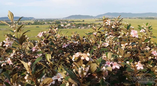  Loài hoa sim nở giữa mùa hè nóng bức, từ trên cao nhìn xuống cả một cánh đồng hút tầm mắt