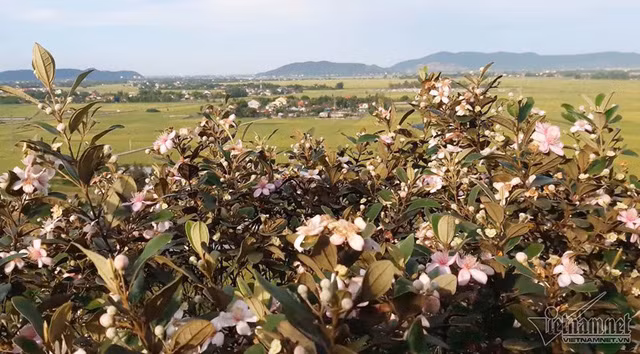  Loài hoa sim nở giữa mùa hè nóng bức, từ trên cao nhìn xuống cả một cánh đồng hút tầm mắt