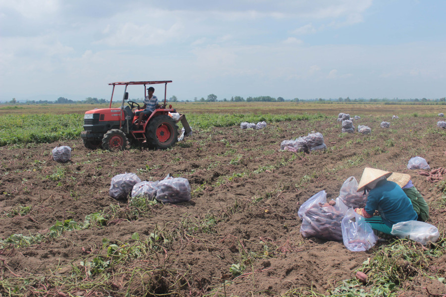 Những hàng khoai lang Nhật đã thu hoạch nhưng không có người đến mua.