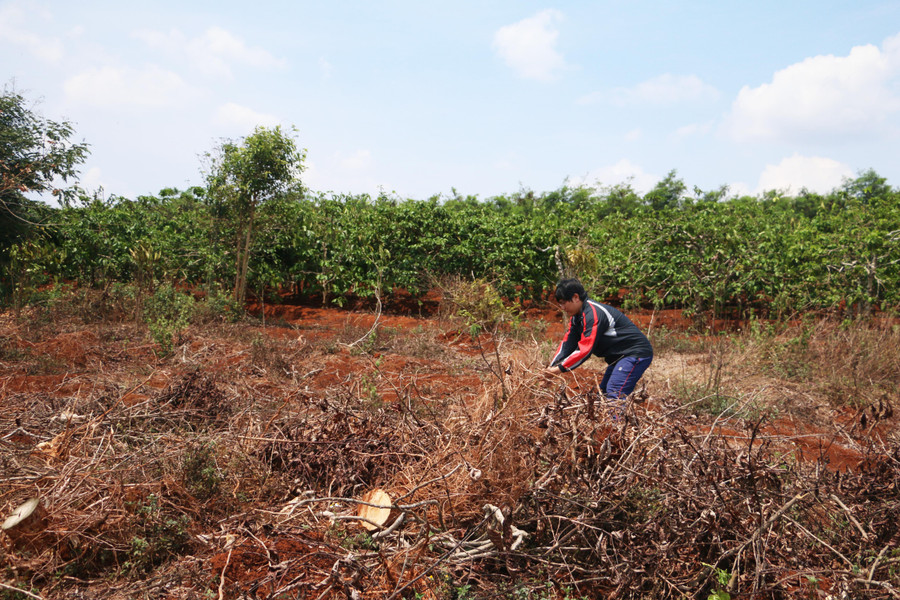 Người dân đang tập trung dọn đất để chuẩn bị tái canh. Ảnh: Q.T