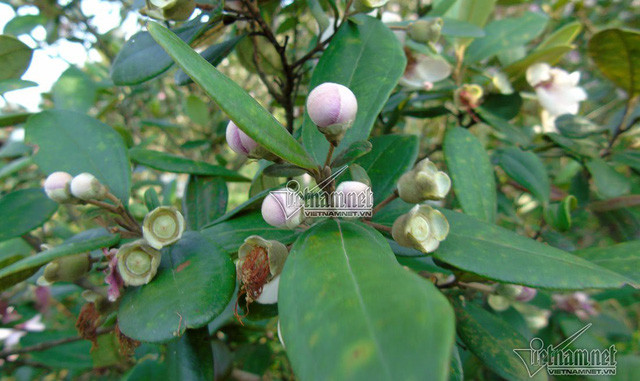  Hoa sim, quả sim chi chít trên cành cây nhỏ