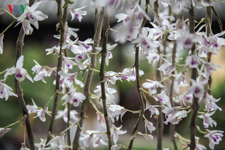 T.S Phan Thanh Hải- Giám đốc Trung tâm Bảo tồn di tích cố đô Huế- cho biết: Dưới thời nhà Nguyễn, các vườn Cơ Hạ, Thiệu Phương là nơi các loài “kỳ hoa dị thảo” khắp nơi được dâng tiến về để phục vụ cho thú thưởng ngoạn chốn kinh kỳ. Trong đó, nổi bật là loài phong lan -loài hoa mang vẻ đẹp thanh cao, quý phái.