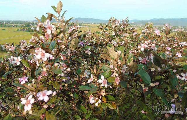 Từ trên đỉnh rú Nhón nhìn xuống, hoa sim tỏa ngát giữa núi non trùng điệp