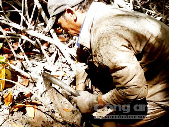 Người dân ở xã Tân Ân lội rừng đi đào sâm đất