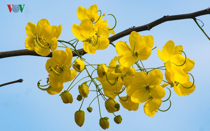 Vẻ đẹp kiêu sa của loài hoa vàng đã chinh phục trái tim người dân thủ đô, ngay cả với những ai khó tính nhất…
