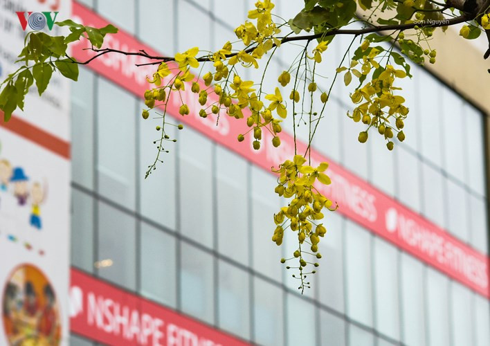  Có xuất xứ ban đầu từ Nam Á, nhưng muồng hoàng yến thậm chí đã được tôn vinh là quốc hoa của Thái Lan.