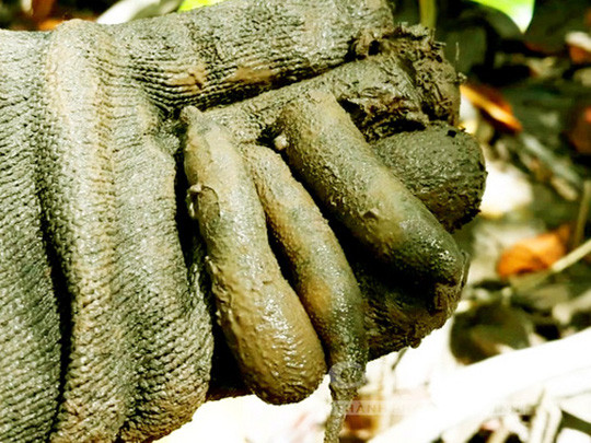  Mỗi ngày đi săn sâm đất người dân có thu nhập vài trăm ngàn đồng