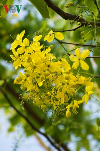 Hoa muồng hoàng yến, có tên khác là osaka, bò cạp nước... mới chỉ que