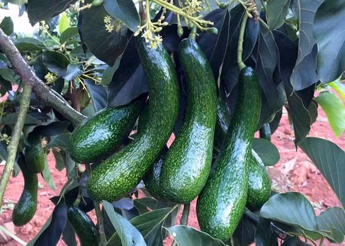 Giống bơ 034 đang được người dân ưa chuộng và nhân rộng diện tích. Ảnh minh họa