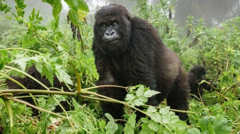 Khỉ đột núi trong công viên Virunga.  Khỉ đột núi trong công viên Virunga.