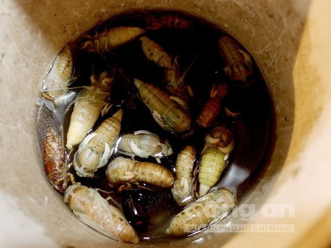 Ve sữa bắt xong được cho vào chai hoặc xô đựng nước muối