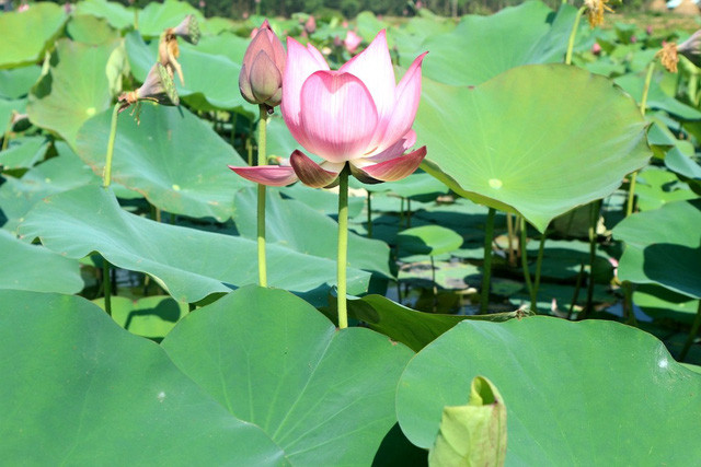 Đến đây bạn như lạc bước vào thế giới sen xanh mát, hòa mình cùng thiên nhiên núi đồi thơ mộng xua đi cái nắng hè oi ả Đến đây bạn như lạc bước vào thế giới sen xanh mát, hòa mình cùng thiên nhiên núi đồi thơ mộng xua đi cái nắng hè oi ả