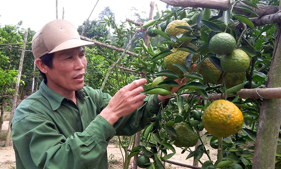 Ông Trần Công Lâm chăm sóc những trái cám chín vàng mọng. Ảnh: Ngọc Thu