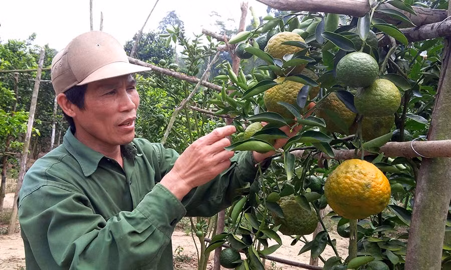 Ông Trần Công Lâm chăm sóc những trái cám chín vàng mọng. Ảnh: Ngọc Thu