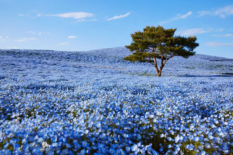  Ảnh: Lonelyplanet/Getty