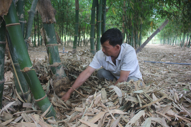 Nhiều mô hình được ông Đô đưa vào trồng.  Nhiều mô hình được ông Đô đưa vào trồng.