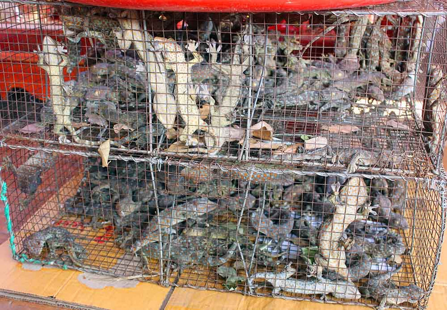 Tắc kè được bán tại chợ côn trùng Tịnh Biên có giá từ 30-50 nghìn/con. Loại này được cho có khả năng bổ thận. 