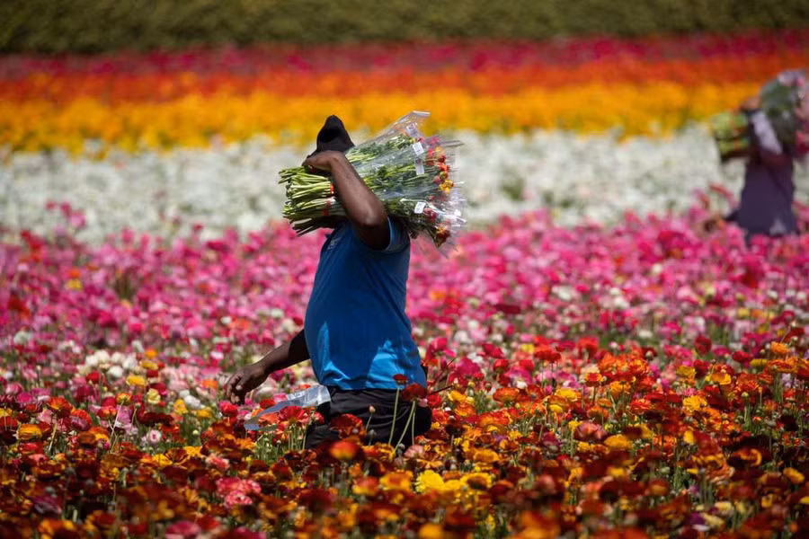  Ảnh: Reuters/Mike Blake