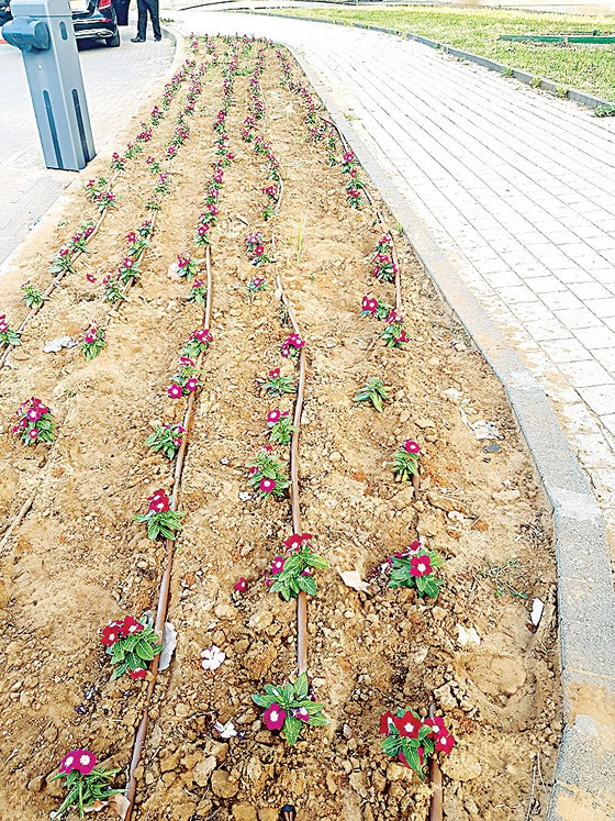  Hoa kiểng ở vỉa hè đường phố Israel đều được tưới bằng công nghệ tưới nhỏ giọt