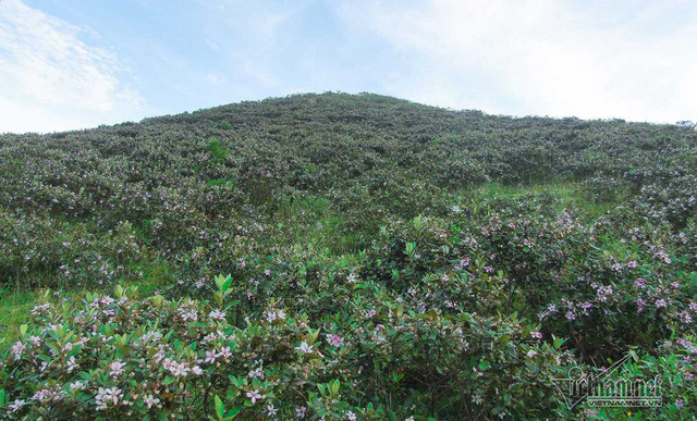  Một đồi sim tím hoang dại giữa vùng quê yên bình Nghệ An