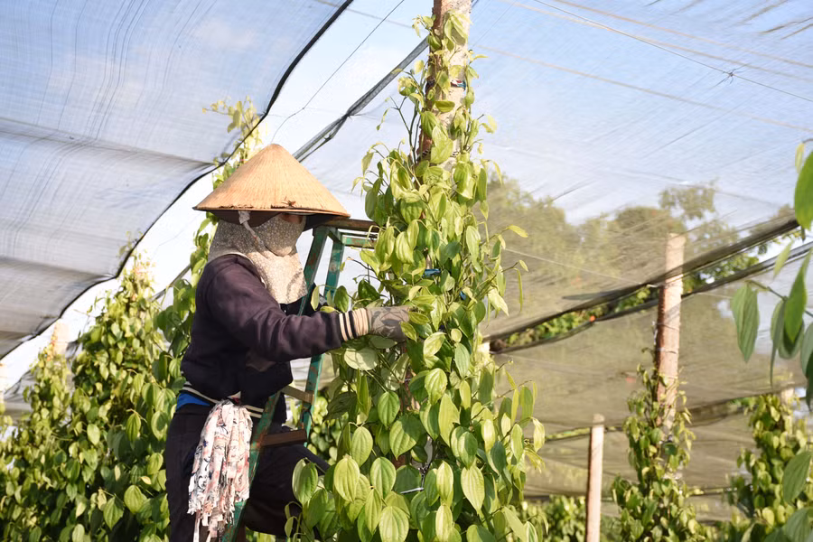 Vườn tiêu chăm sóc theo hướng hữu cơ của một hộ trong tổ liên kết. Ảnh: N.S