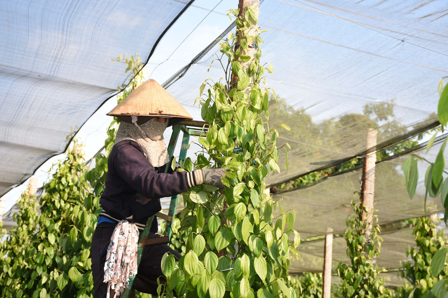 Vườn tiêu chăm sóc theo hướng hữu cơ của một hộ trong tổ liên kết. Ảnh: N.S