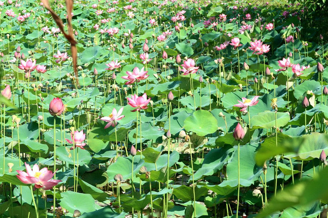 Dù là đến buổi nào trong ngày bạn cũng sẽ có được những khoảnh khắc tuyệt vời tại đây, ngắm cánh đồng sen hồng rực và lắng nghe tiếng ve kêu râm rang báo hiệu hè đã đến…  Dù là đến buổi nào trong ngày bạn cũng sẽ có được những khoảnh khắc tuyệt vời tại đây, ngắm cánh đồng sen hồng rực và lắng nghe tiếng ve kêu râm rang báo hiệu hè đã đến…