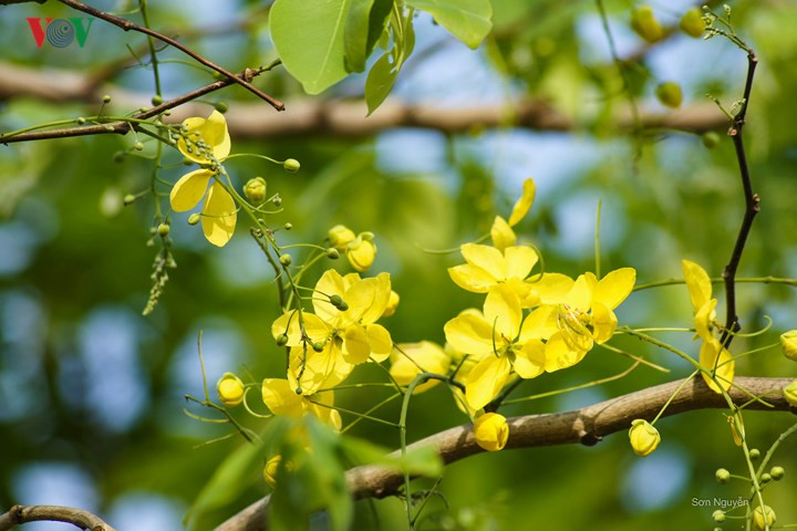  Không chỉ đẹp rực rỡ, hoa cũng không kém phần yểu điệu thướt tha.