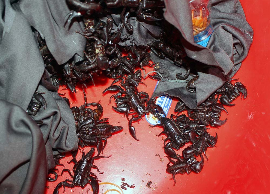 Bò cạp có giá từ 6-10 nghìn đồng/con ở chợ côn trùng Tịnh Biên. Loại này được cho giúp quý ông 