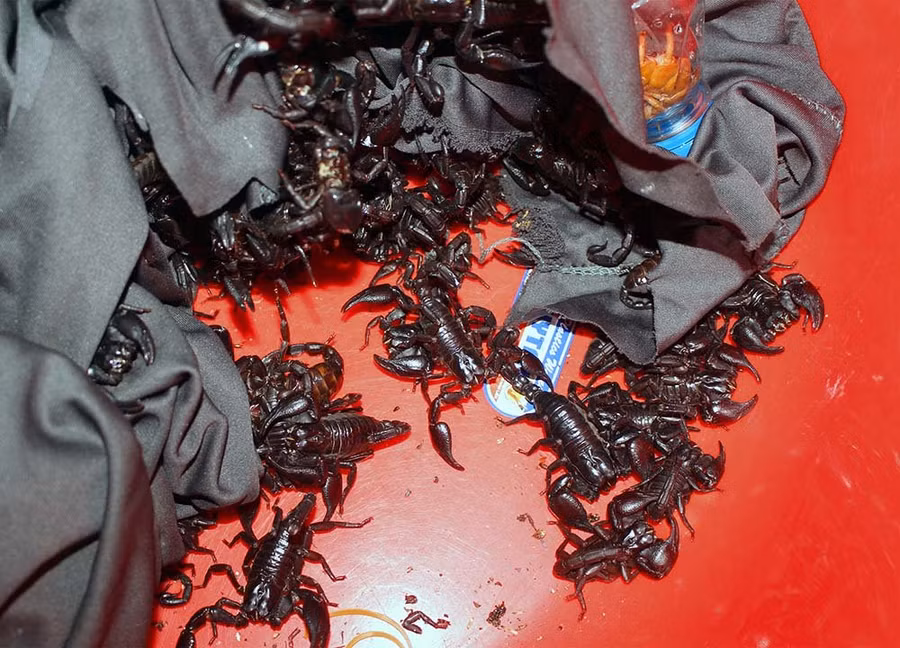 Bò cạp có giá từ 6-10 nghìn đồng/con ở chợ côn trùng Tịnh Biên. Loại này được cho giúp quý ông 