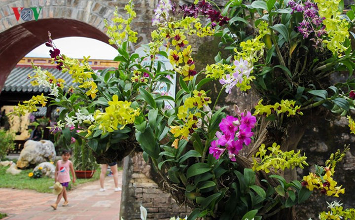 Hơn 1.000 tác phẩm hoa phong lan được trưng bày tại đây, do 170 nghệ nhân trên toàn quốc mang đến tham dự 