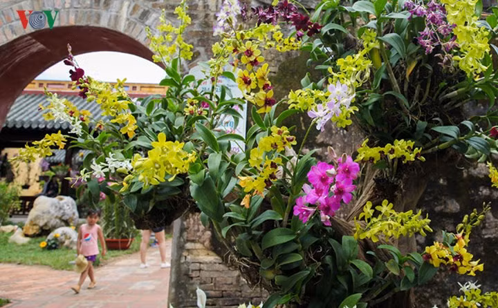 Hơn 1.000 tác phẩm hoa phong lan được trưng bày tại đây, do 170 nghệ nhân trên toàn quốc mang đến tham dự 