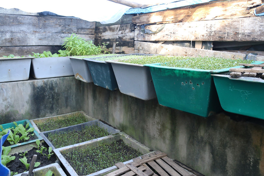 Vườn rau xanh trên đảo