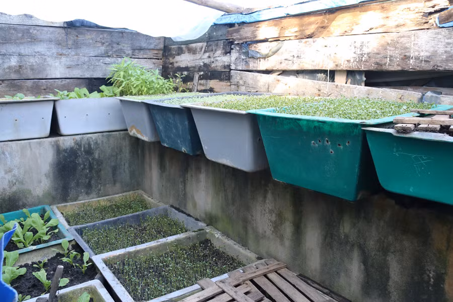 Vườn rau xanh trên đảo