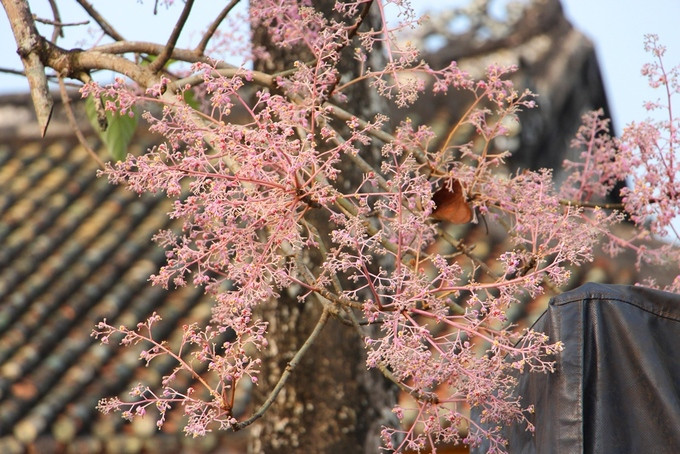 Giữa tháng 5, loài hoa ngô đồng nở rộ khoe sắc tím giữa Hoàng cung Huế. Theo sách Đại nam Nhất thống chí, vua Minh Mạng đã cho người sang Quảng Đông (Trung Quốc) đem giống về trồng ở hai bên góc điện Cần Chánh. Sau đó, nhà vua sai lính đem lá lên các núi để tìm rồi đem trồng ở các góc điện.