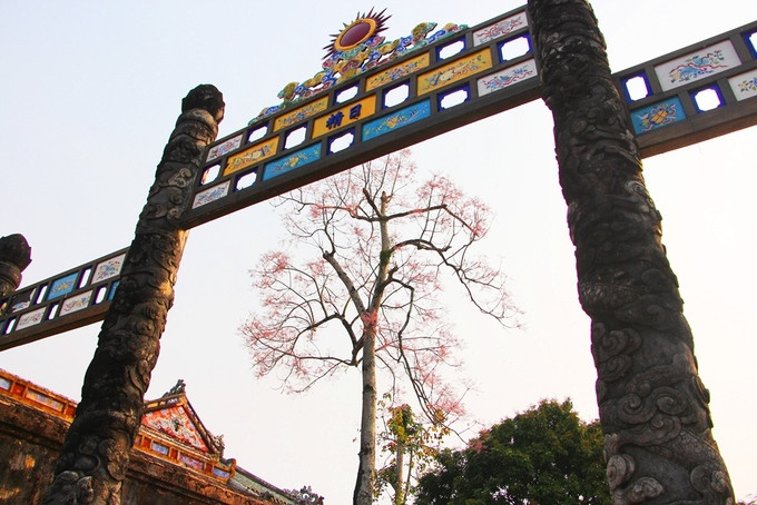 Một cây ngô đồng vươn cao khoe sắc hứng ánh mặt trời.