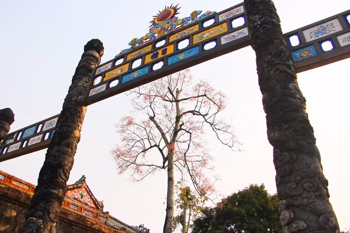 Một cây ngô đồng vươn cao khoe sắc hứng ánh mặt trời.