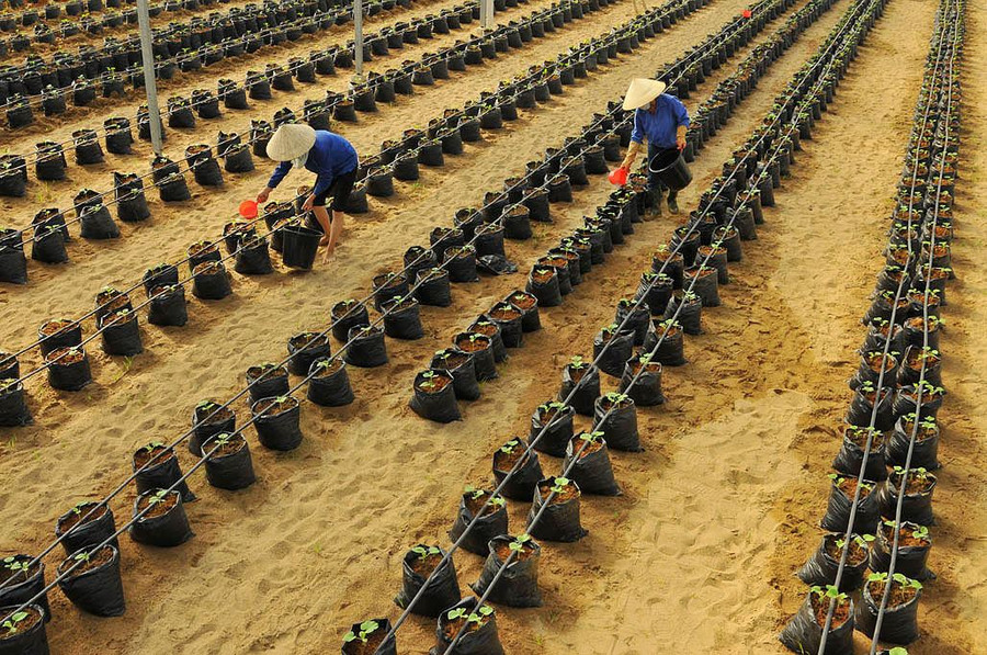 HAGL Agrico hiện trồng 18 loại cây ăn trái khác nhau trên diện tích 13.524 ha, mang về 63% doanh thu cho Công ty trong quý I/2018. Ảnh: Hoàng Anh HAGL Agrico hiện trồng 18 loại cây ăn trái khác nhau trên diện tích 13.524 ha, mang về 63% doanh thu cho Công ty trong quý I/2018. Ảnh: Hoàng Anh