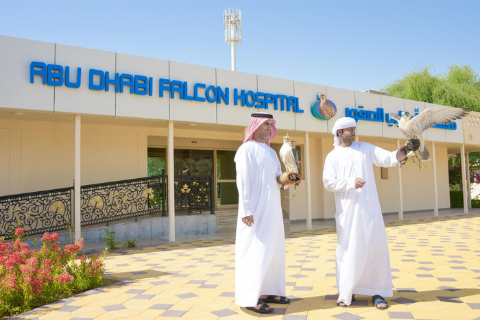 Chim ưng là loài thú cưng của các gia đình quyền quý